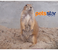 Prairie Dog